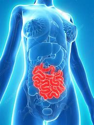 Image result for Healthy Small Intestine