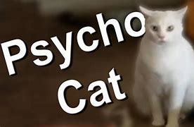 Image result for Psycho Cat