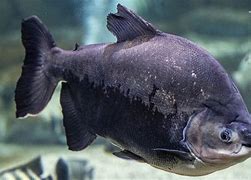 Image result for Pacu Schematic