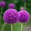 Image result for Common Purple Arizona Wildflowers