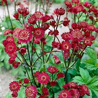 Bildergebnis für Astrantia major Claret