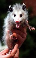 Image result for Possum vs Opossum Meme