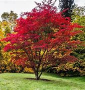 Image result for Acer Palmatum Tree