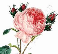 Image result for English Rose Clip Art