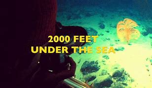Image result for Life Thousands of Feet Under the Ocean