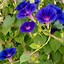 Image result for Common Flowering Vines