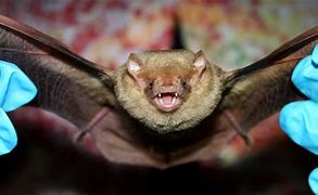 Image result for Yellow Bats Cute