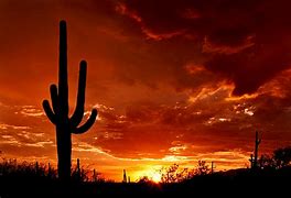 Image result for Desert Landscape with Cactus