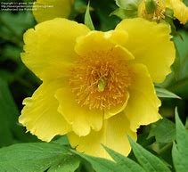 Image result for Paeonia ludlowii