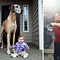 Image result for Second Biggest Dog in the World