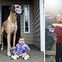 Image result for The Biggest Dog in the Whole World