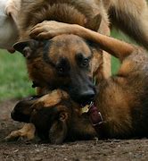 Image result for German Shepherd Dog Memes