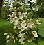 Image result for catalpa