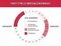 Image result for cykl_miesiączkowy