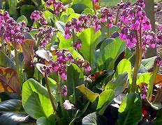 Resultat d'imatges per a Bergenia Wintermärchen