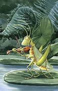 Image result for Cricket Insect Art