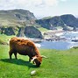 Image result for Spot On Cattle