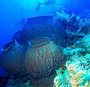 Image result for Sponge Sea Creature