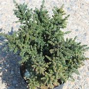 Image result for Podocarpus lawrencei Red Tip