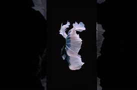 Image result for Live Wallpaper iPhone 6 Plus