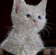 Image result for Glitter Cat