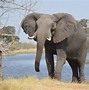 Image result for Biggest Animal in the World