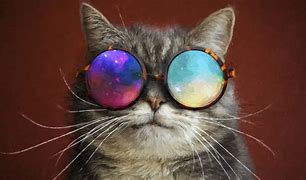 Image result for Cool Animals Cat