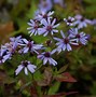 Image result for Aster cordifolius Little Carlow