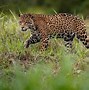 Image result for Panthera