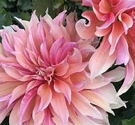 Image result for Dahlia Libbecio