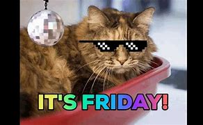 Image result for Friday Work Cat Meme