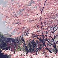 Image result for Pink Tree Aesthetic