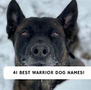 Image result for Warrior Dogs Meme