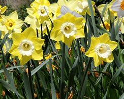 Image result for Narcissus Avalon