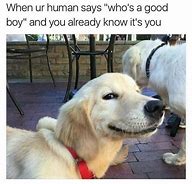 Image result for Dog Question Meme