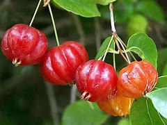 Image result for Surinam Cherry Plant
