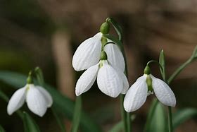 Image result for Galanthus Swanton