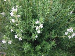 Image result for Thymus vulgaris Fragrantissimus