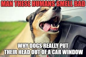Image result for Dog Stink Meme
