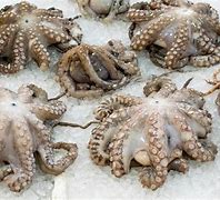Image result for Octopus Head