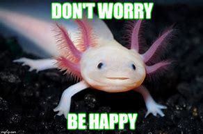 Image result for Don't Worry Be Happy Meme