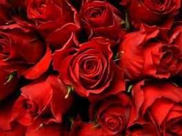 Image result for High Resolution Wallpaper Rose