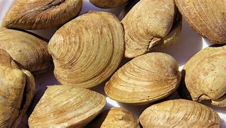 Image result for Picture of Ocean Quahog Meat