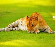 Image result for Tigon