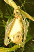 Image result for Malaysian Fruit Bat