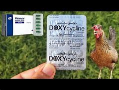 Image result for Doxycycline for Birds