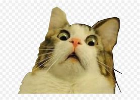 Image result for Shocked Cat. Emoji Meme