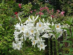 Lilium candidum 的图像结果