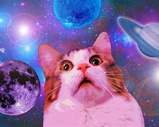 Image result for fun space cats meme