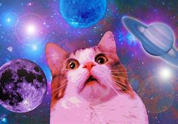 Image result for 4K Cute Cat Wallpaper Funny